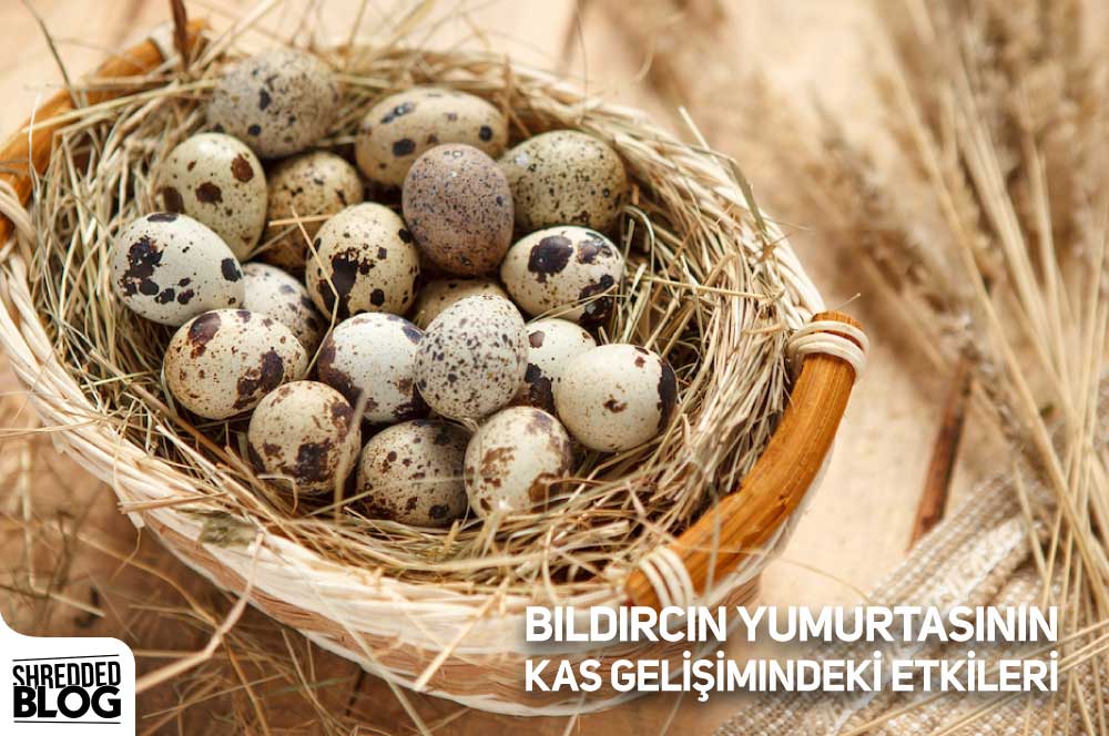 Bıldırcın Yumurtasının Kas Gelişimindeki Etkileri ana görsel