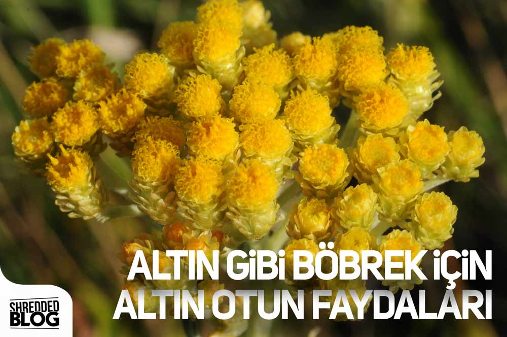 Altın Gibi Böbrek İçin Altın Otun Faydaları ana görsel