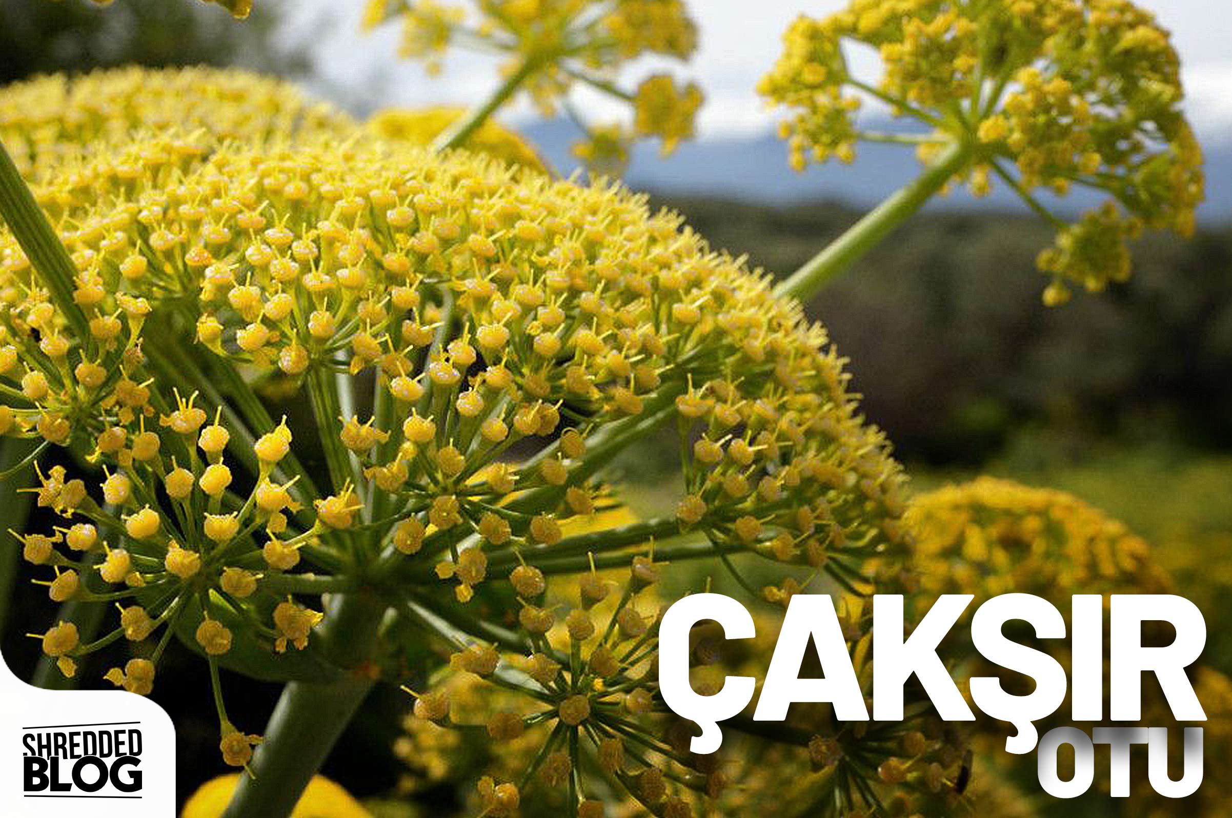 Doğal Performans Yükseltici ana görsel