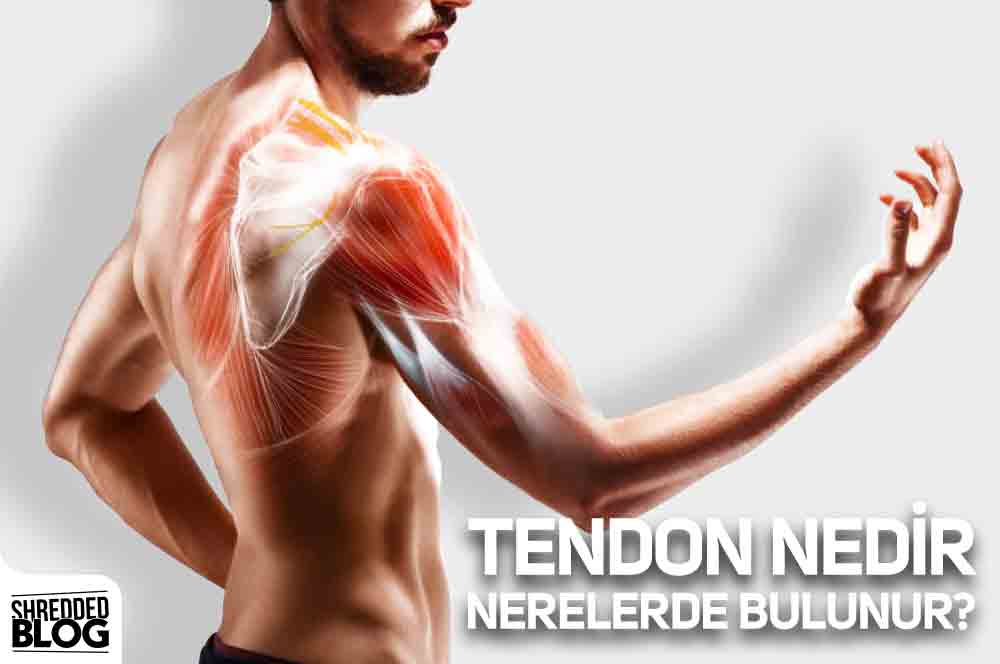 Tendon Nedir Nerelerde Bulunur? ana görsel