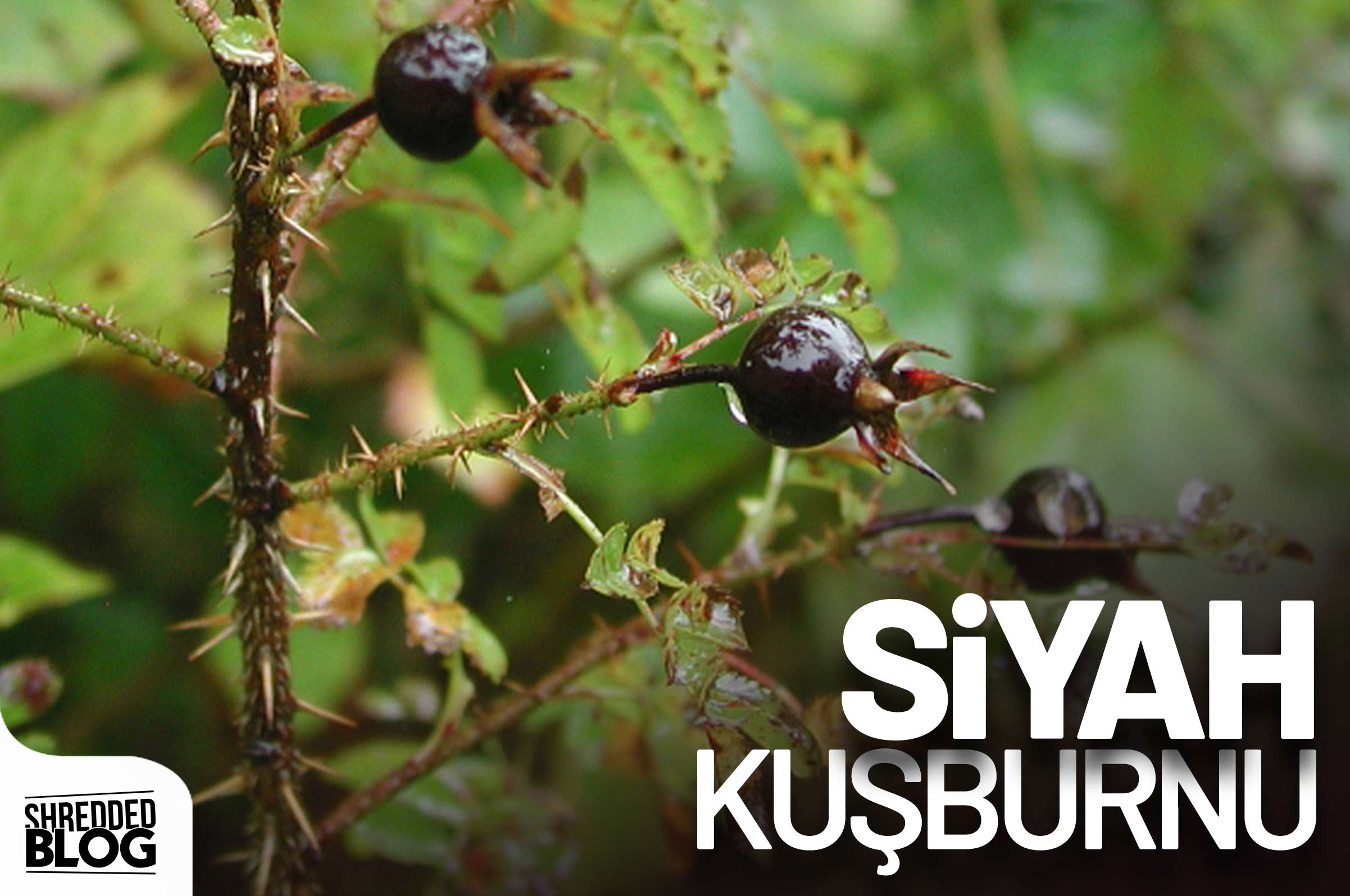 Mucizevi Bir Meyve Olan Siyah Kuşburnunun Faydalarına Kendiniz Bile İnanamayacaksınız! ana görsel