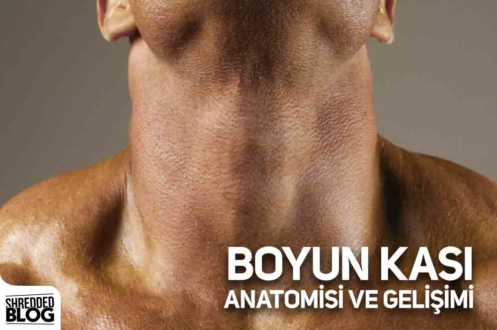 Boyun Kası Anatomisi Ve Gelişimi ana görsel