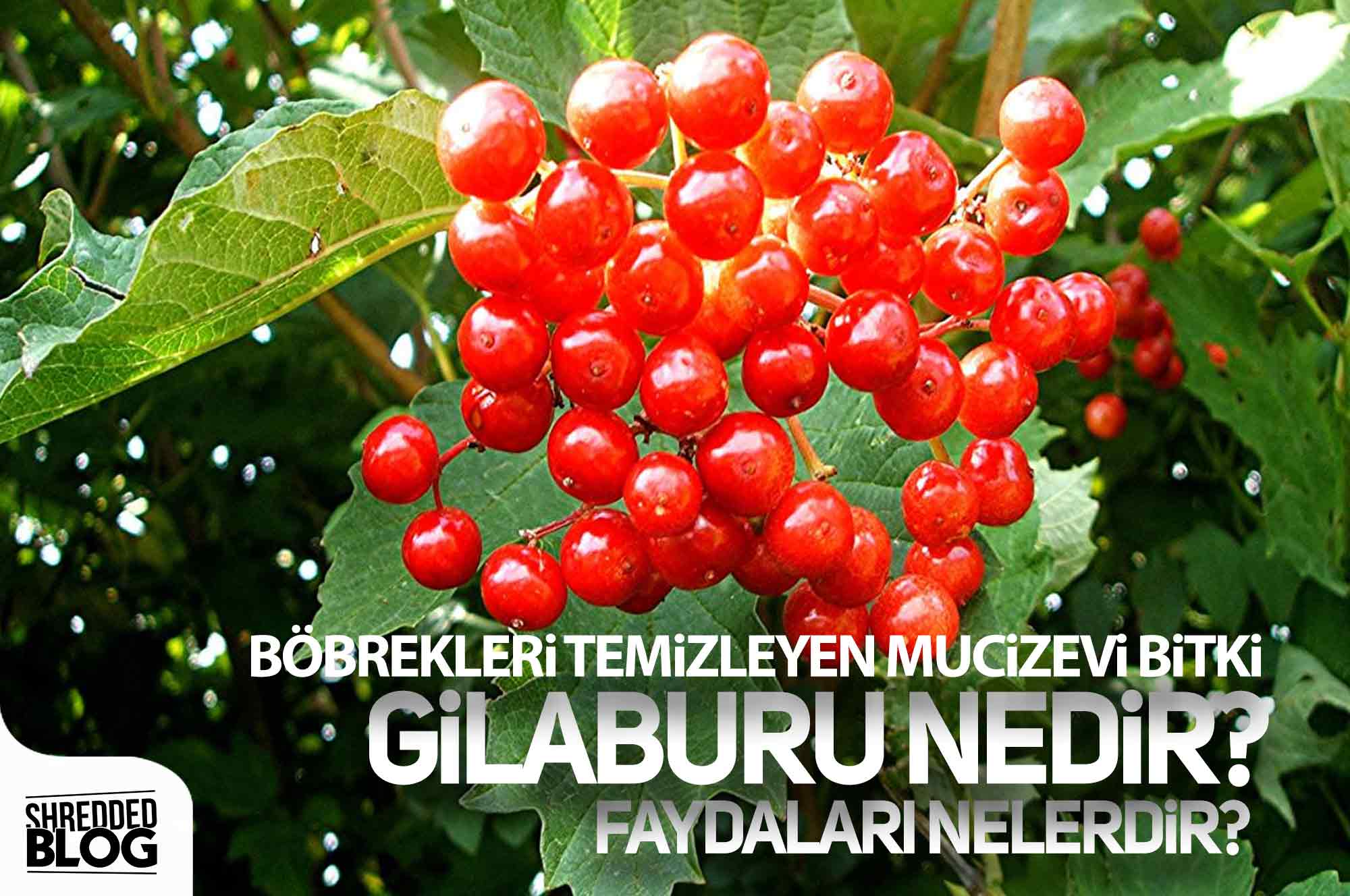 Böbrekleri Temizleyen Mucizevi Bitki Gilaburu ana görsel