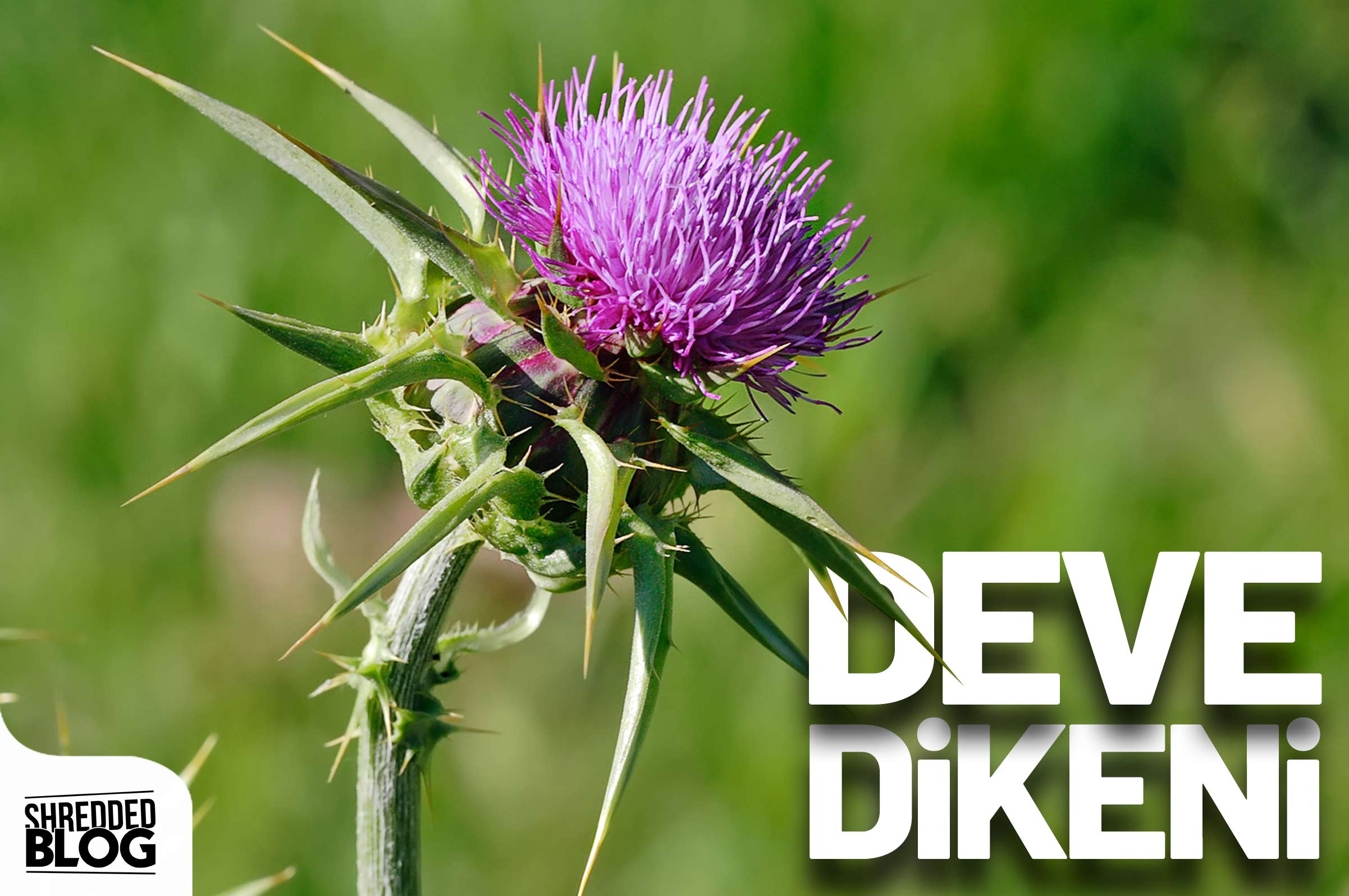 Bin Bir Derde Deva Olan Deve Dikeni Bitkisinin Mucizevi Özellikleri! ana görsel