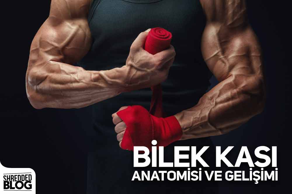 Bilek Kası Anatomisi Ve Gelişimi ana görsel