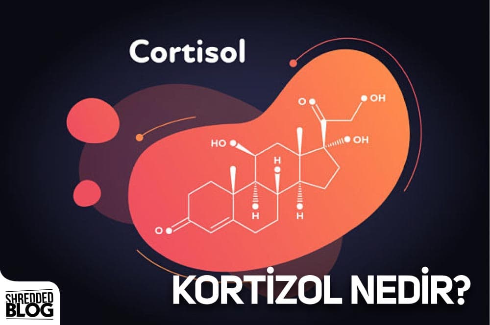 Kortizol Nedir? ana görsel