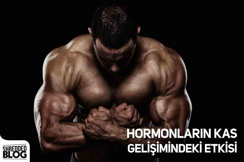 Hormonların Kas Gelişimindeki Etkisi ana görsel