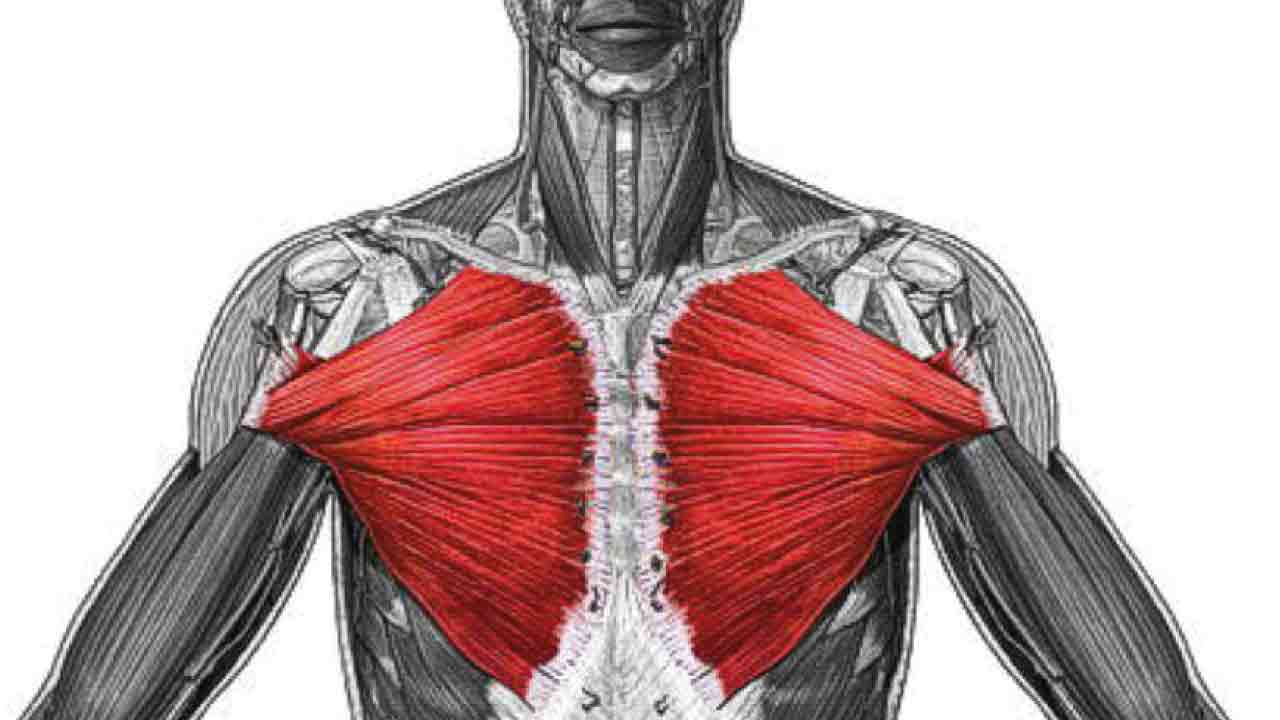 Göğüs-Kaslarını-Büyütmek-Ve-Göğüs-Hareketleri-10(1)