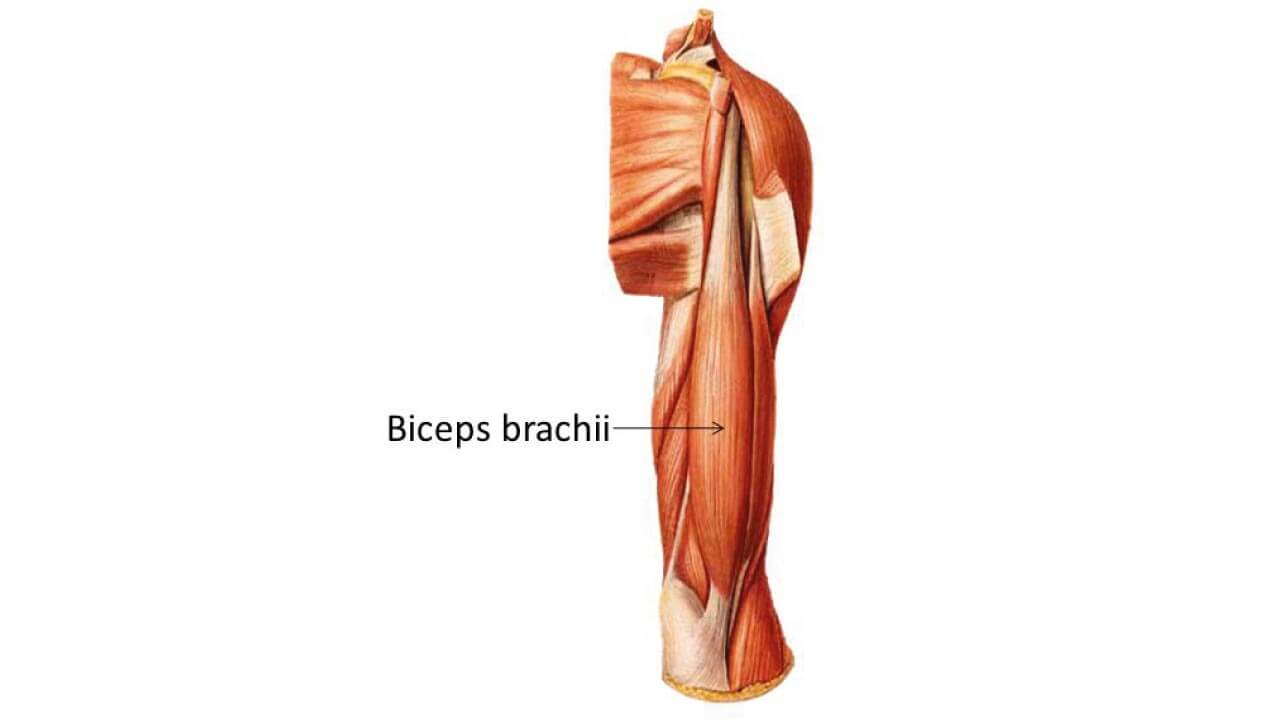 biceps_gelişimi_ve_hareketleri_1(5)