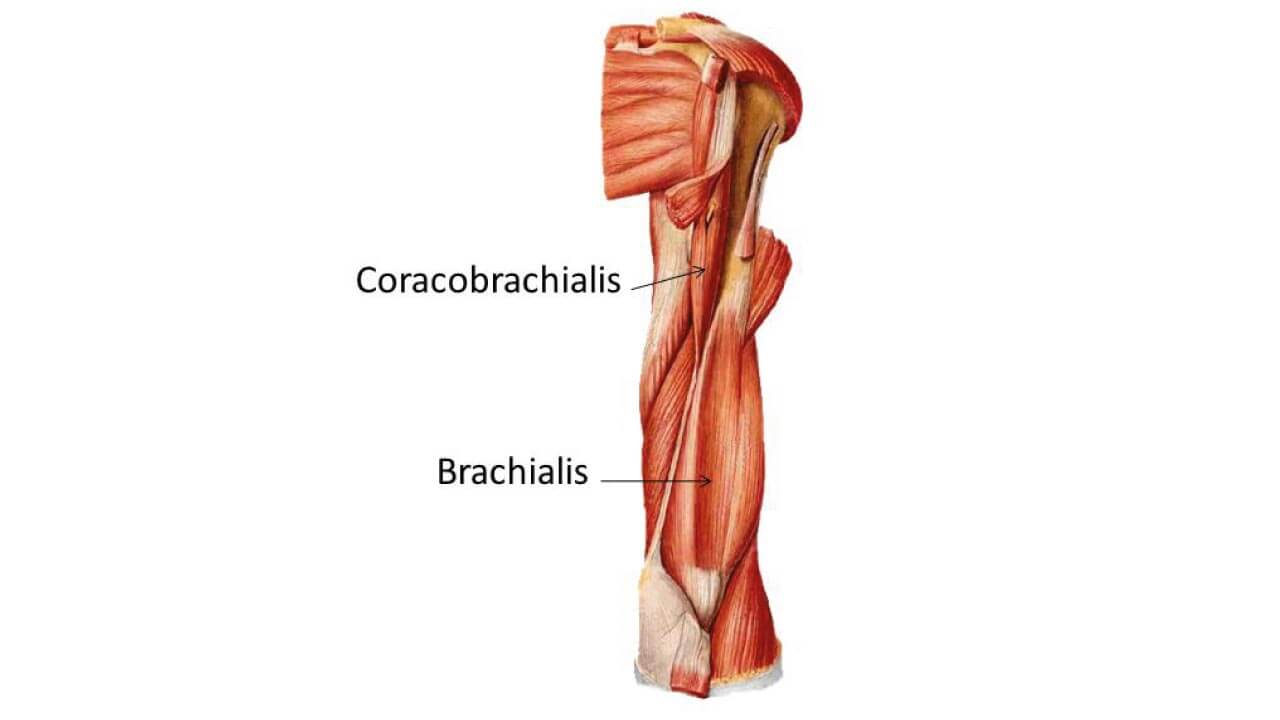 biceps_gelişimi_ve_hareketleri_2(8)