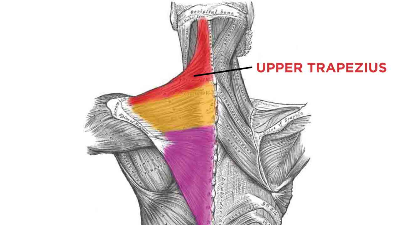 doğru-formla-trapez-hareketleri-5