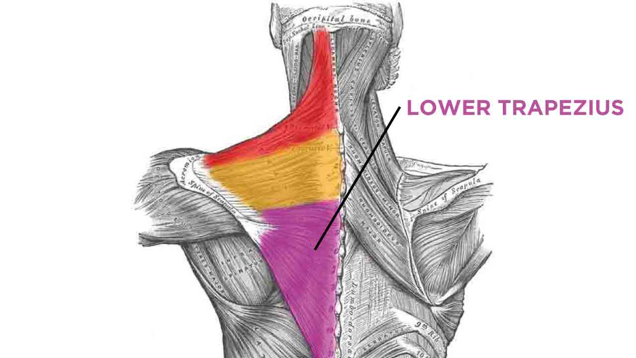 doğru-formla-trapez-hareketleri-7