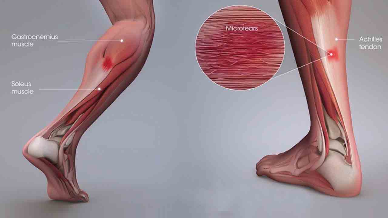 kalf_anatomi_gelisim_5