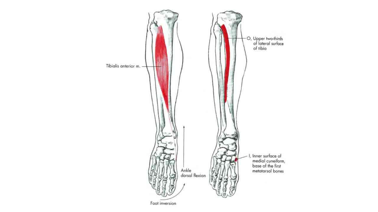 klaf_anatomi_gelisim_4