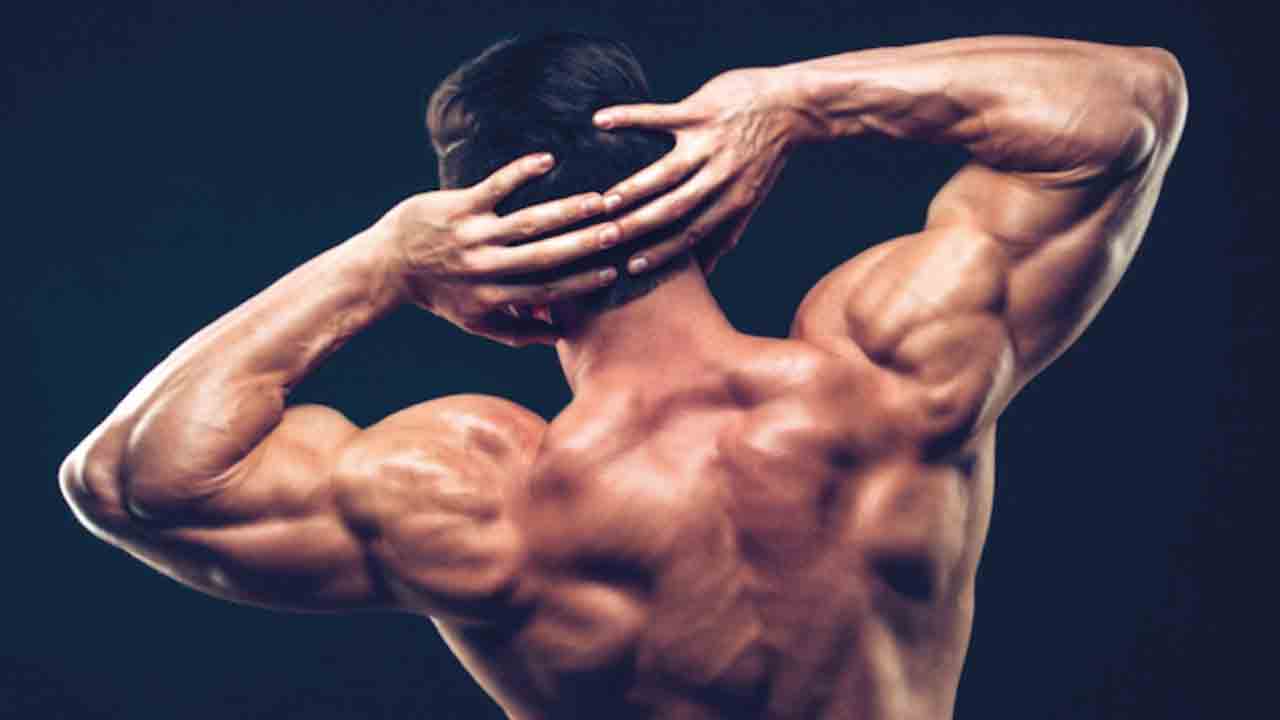 omuz_kasi_gelisimi_2