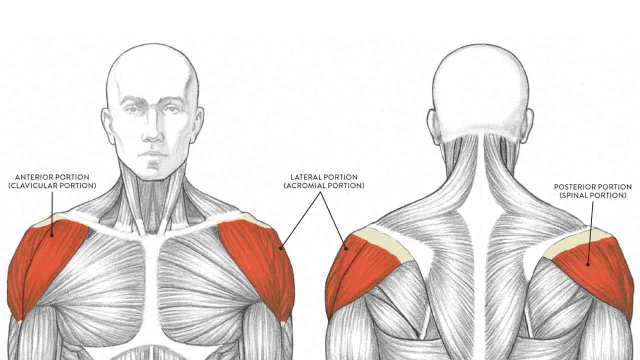 omuz_kasi_gelisimi_3