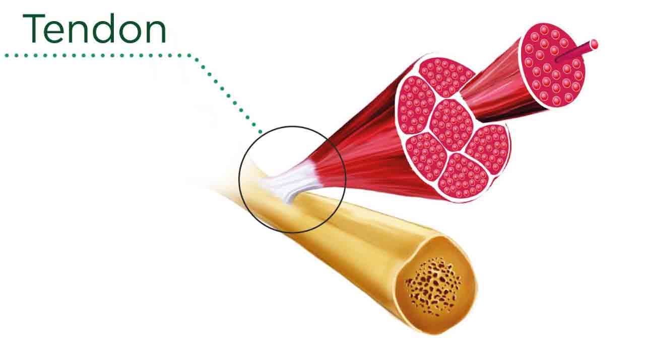 tendon_nedir_1