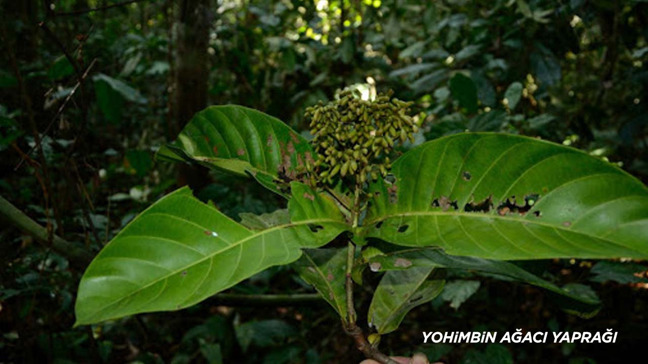 yohimbin_yapragi