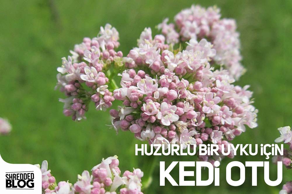 Huzurlu Bir Uyku İçin Kedi Otu ana görsel