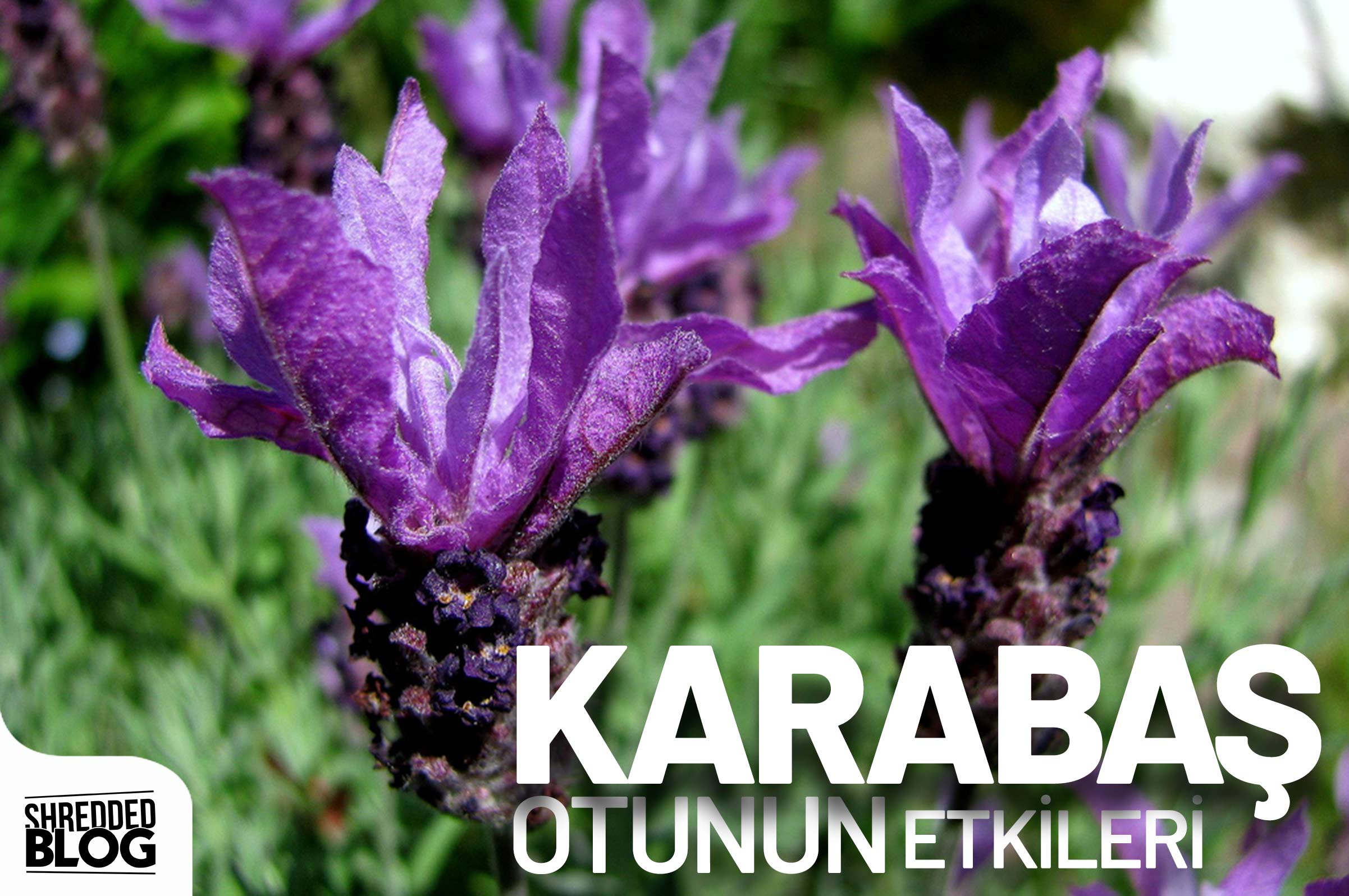 Karabaş Otunun İnanılmaz Etkileri Ve Kullanımı ana görsel